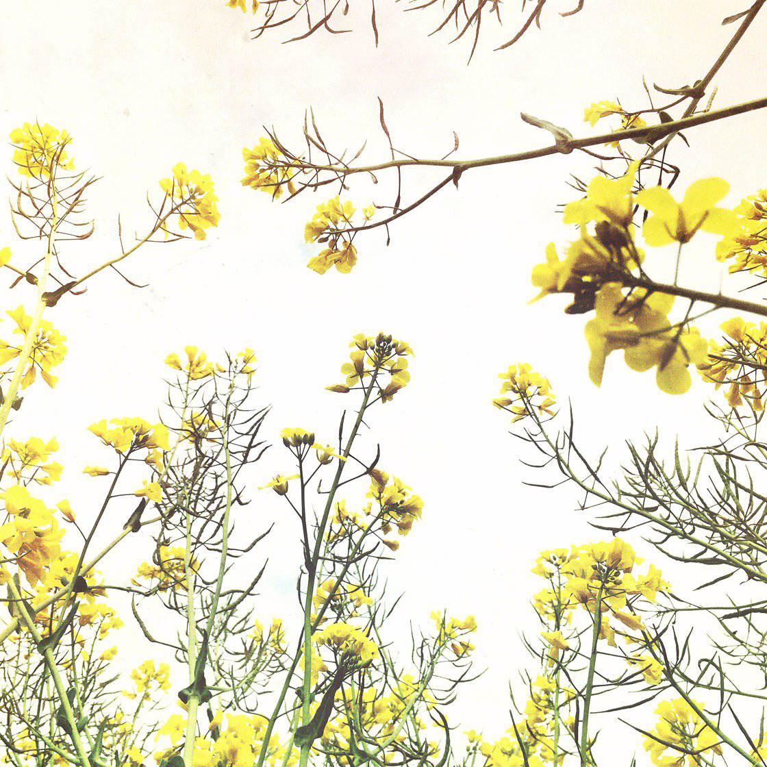 گل های زرد زیبا برای پست اینستاگرام 