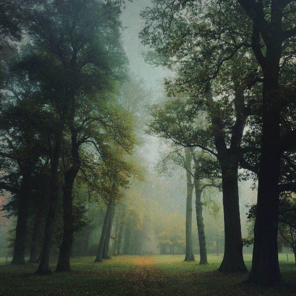 عکس جنگل برای اینستاگرام