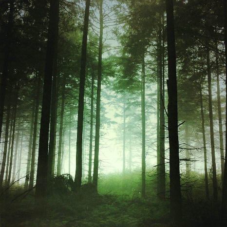 عکس جنگل اینستاگرامی 