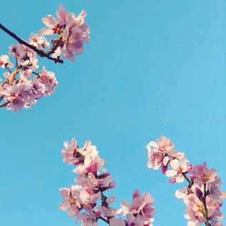 عکس با پس زیمنه ساده در عکاسی شکوفه ها 